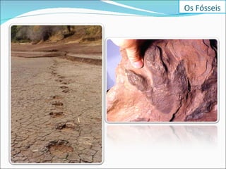 Os Fósseis 
