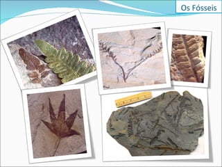 Os Fósseis 