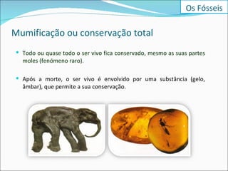 Mumificação ou conservação total Todo ou quase todo o ser vivo fica conservado, mesmo as suas partes moles (fenómeno raro). Após a morte, o ser vivo é envolvido por uma substância (gelo, âmbar), que permite a sua conservação. Os Fósseis 