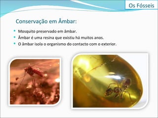 Conservação em Âmbar: Mosquito preservado em âmbar. Âmbar é uma resina que existiu há muitos anos. O âmbar isola o organismo do contacto com o exterior. Os Fósseis 