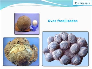 Ovos fossilizados   Os Fósseis 