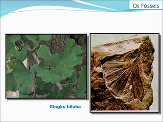Gingko biloba Os Fósseis 