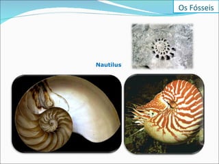 Nautilus  Os Fósseis 