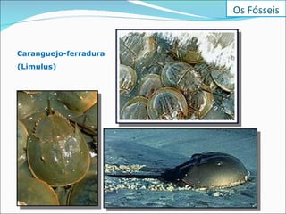 Caranguejo-ferradura (Limulus) Os Fósseis 