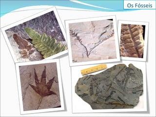 Os Fósseis 
