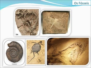 Os Fósseis 