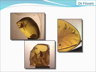 Os Fósseis 