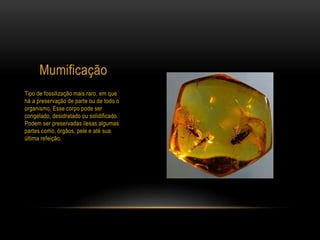 Mumificação
Tipo de fossilização mais raro, em que
há a preservação de parte ou de todo o
organismo. Esse corpo pode ser
congelado, desidratado ou solidificado.
Podem ser preservadas ilesas algumas
partes como, órgãos, pele e até sua
última refeição.
 