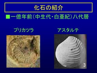 八代で化石採集しよう 恐竜の化石も見つかったよ 八代で化石採集しよう 恐竜の化石も見つかったよ