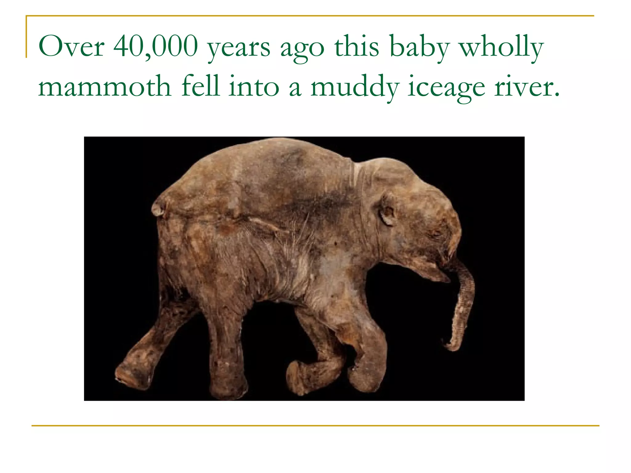 Over 40,000 years ago this baby wholly mammoth fell into a muddy iceage river. 