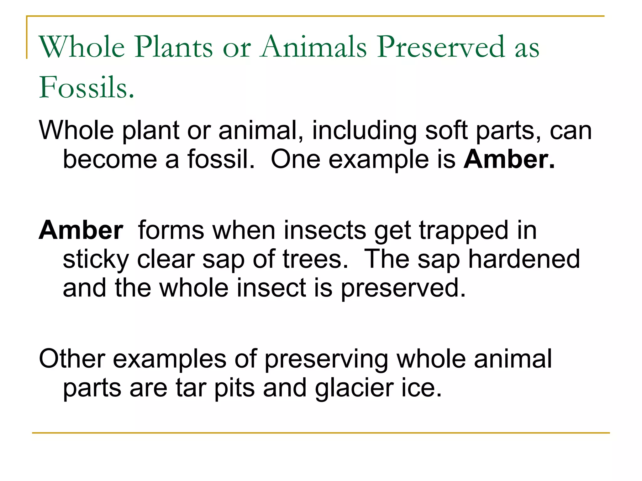 Whole Plants or Animals Preserved as Fossils. Whole plant or animal, including soft parts, can become a fossil.  One example is  Amber. Amber   forms when insects get trapped in sticky clear sap of trees.  The sap hardened and the whole insect is preserved. Other examples of preserving whole animal parts are tar pits and glacier ice.  