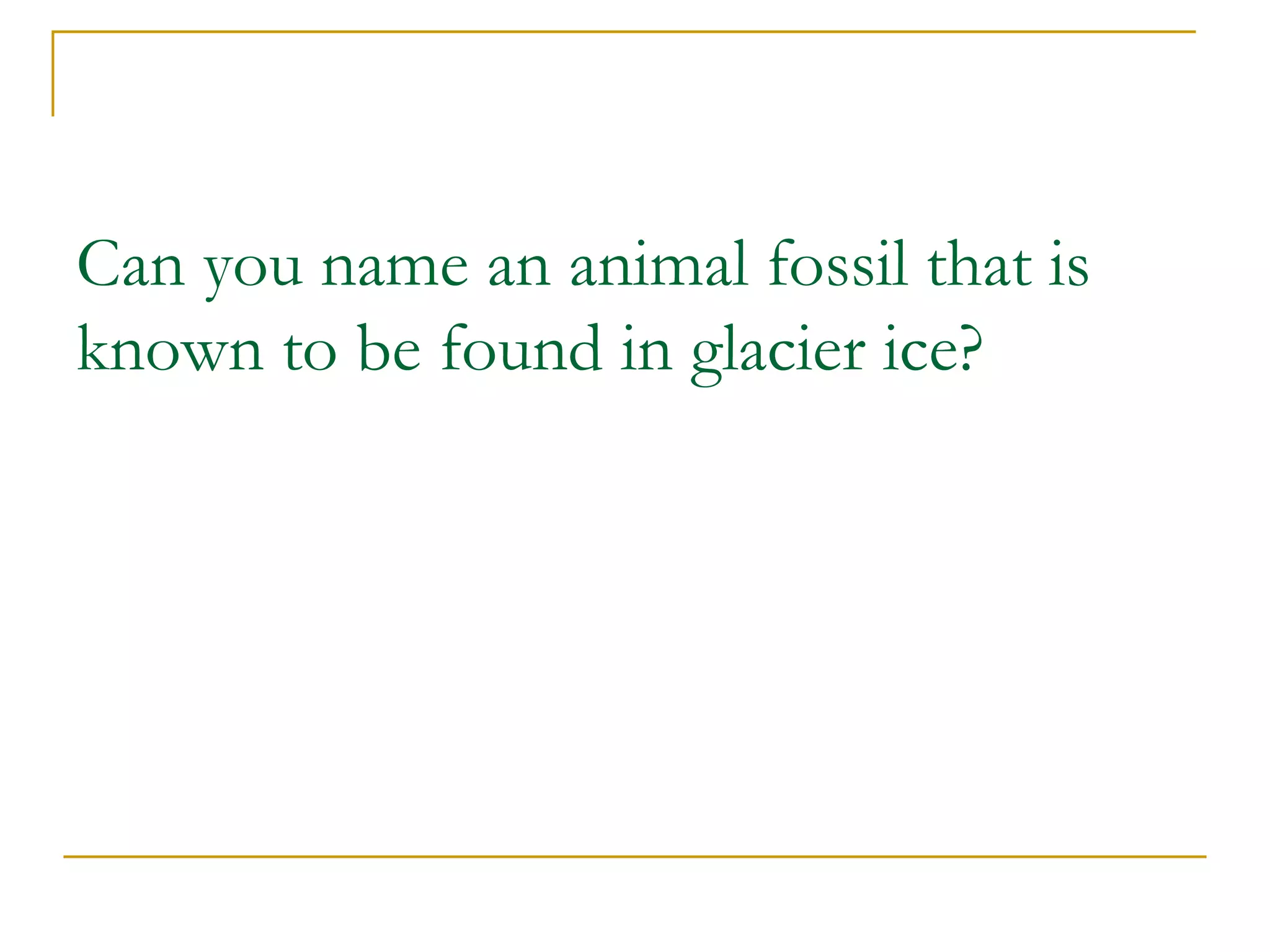 Can you name an animal fossil that is known to be found in glacier ice? 