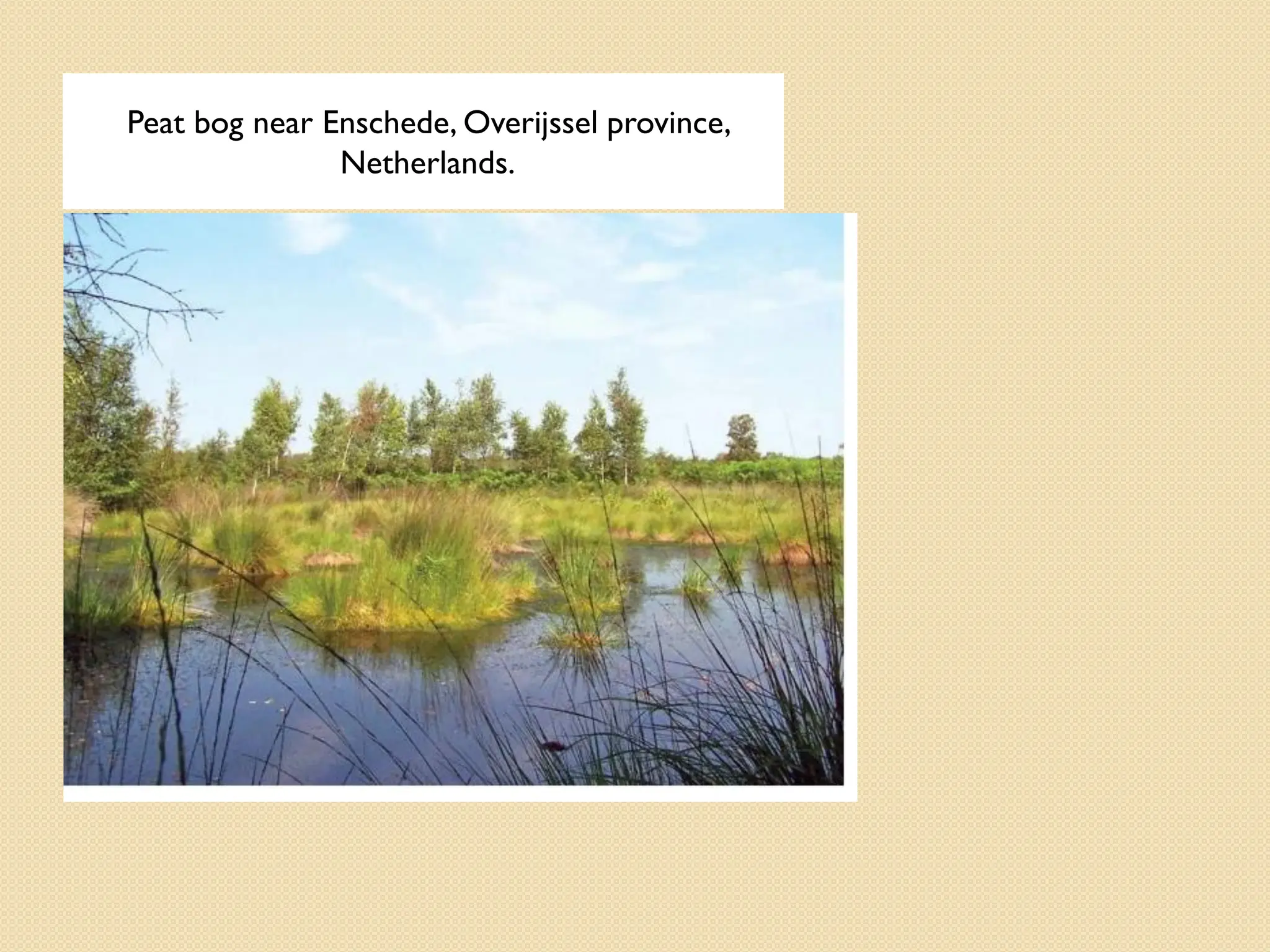 Peat bog near Enschede, Overijssel province,
Netherlands.
 