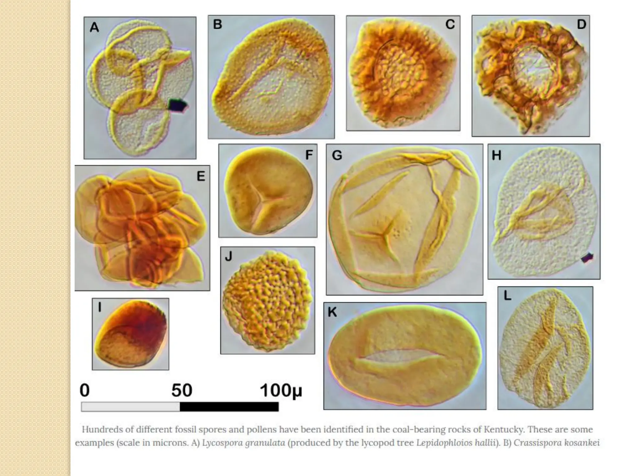 Fossil fuel.pdf fossil fuels fossil fuels
