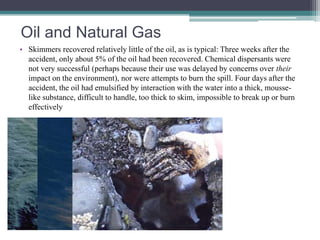 Oil and Natural Gas 
• Skimmers recovered relatively little of the oil, as is typical: Three weeks after the 
accident, only about 5% of the oil had been recovered. Chemical dispersants were 
not very successful (perhaps because their use was delayed by concerns over their 
impact on the environment), nor were attempts to burn the spill. Four days after the 
accident, the oil had emulsified by interaction with the water into a thick, mousse-like 
substance, difficult to handle, too thick to skim, impossible to break up or burn 
effectively 
 
