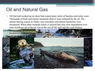 Oil and Natural Gas 
• Oil that had washed up on shore had coated many miles of beaches and rocky coast 
Thousands of birds and marine mammals died or were sickened by the oil. The 
annual herring season in Valdez was cancelled, and salmon hatcheries were 
threatened. When other methods failed, it seemed that only slow degradation over 
time would get rid of the oil. Given the size of the spill and the cold Alaskan 
temperatures, prospects seemed grim; microorganisms that might assist in the 
breakdown grow and multiply slowly in the cold. It appeared highly likely that the 
spill would be very persistent. 
 