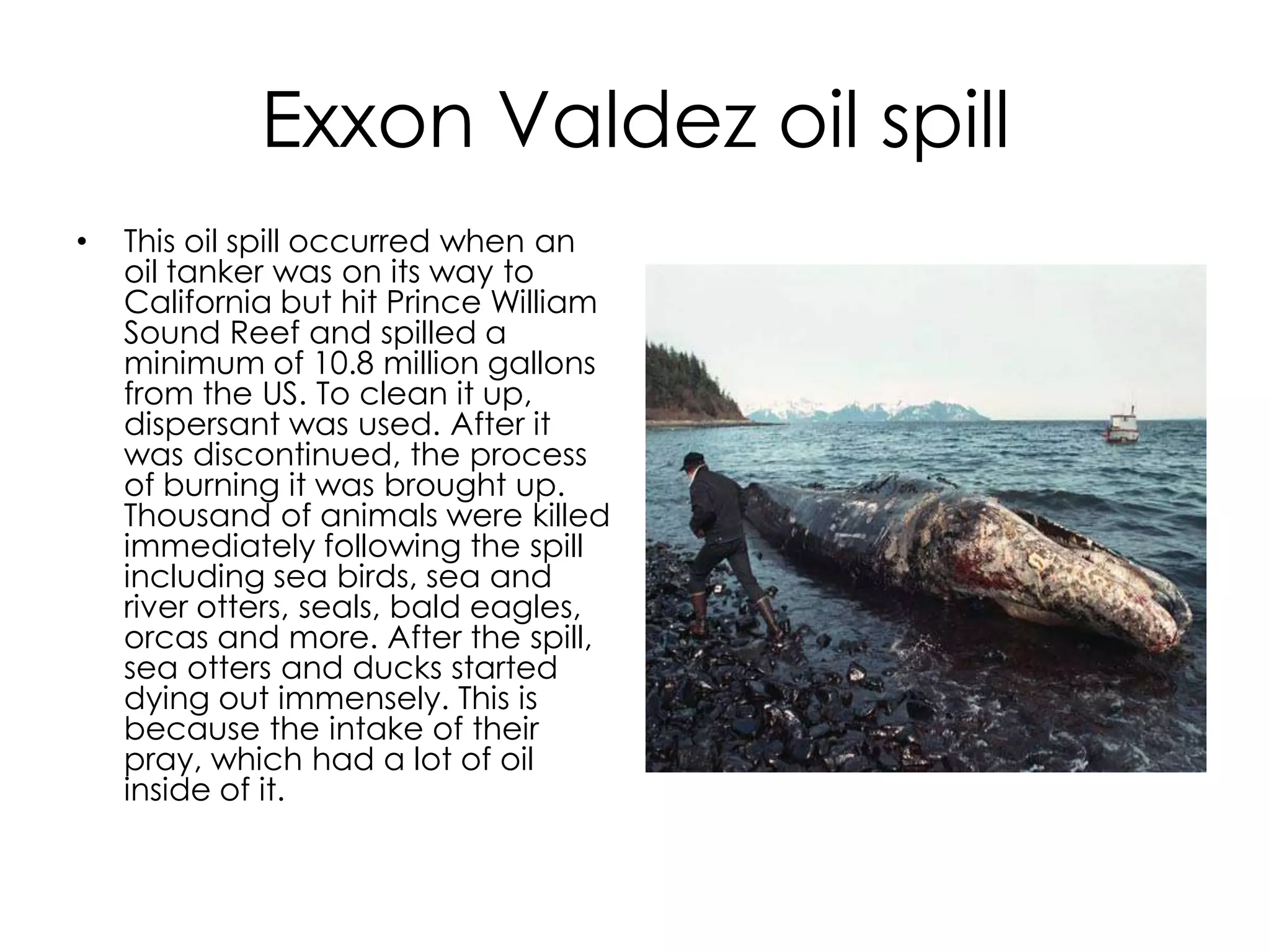 Exxon Valdez oil spillThis oil spill occurred when an oil tanker was on its way to California but hit Prince William Sound Reef and spilled a minimum of 10.8 million gallons from the US. To clean it up, dispersant was used. After it was discontinued, the process of burning it was brought up. Thousand of animals were killed immediately following the spill including sea birds, sea and river otters, seals, bald eagles, orcas and more. After the spill, sea otters and ducks started dying out immensely. This is because the intake of their pray, which had a lot of oil inside of it.  