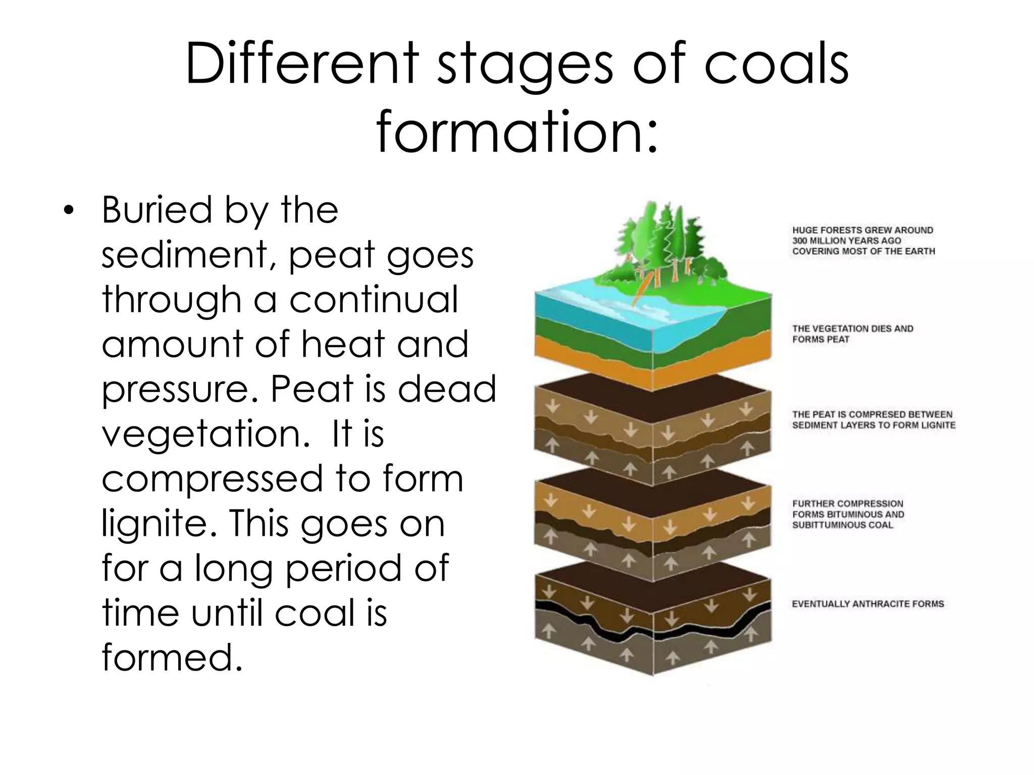 Different stages of coals formation:Buried by the sediment, peat goes through a continual amount of heat and pressure. Peat is dead vegetation.  It is compressed to form lignite. This goes on for a long period of time until coal is formed.