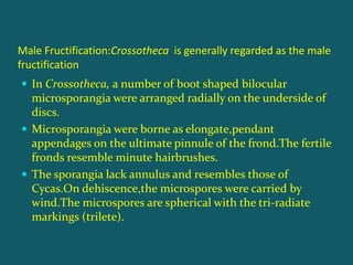 Male Fructification:Crossotheca is generally regarded as the male
fructification
 In Crossotheca, a number of boot shaped bilocular
microsporangia were arranged radially on the underside of
discs.
 Microsporangia were borne as elongate,pendant
appendages on the ultimate pinnule of the frond.The fertile
fronds resemble minute hairbrushes.
 The sporangia lack annulus and resembles those of
Cycas.On dehiscence,the microspores were carried by
wind.The microspores are spherical with the tri-radiate
markings (trilete).
 