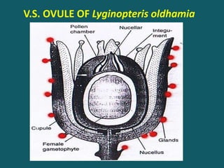 V.S. OVULE OF Lyginopteris oldhamia
 
