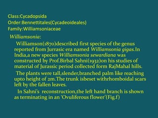 Class:Cycadopsida
Order:Bennettitales(Cycadeoideales)
Family:Williamsoniaceae
Williamsonia:
Williamson(1870)described first species of the genus
reported from Jurrasic era named Williamsonia gigas.In
India,a new species Williamsonia sewardiana was
constructed by Prof.Birbal Sahni(1932)on his studies of
material of Jurassic period collected form RajMahal hills.
The plants were tall,slender,branched palm like reaching
upto height of 2m.The trunk isbeset withrhomboidal scars
left by the fallen leaves.
In Sahni’s reconstruction,the left hand branch is shown
as terminating in an ‘Ovuliferous flower’(Fig.f)
 