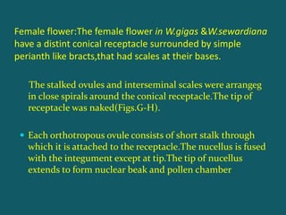 The stalked ovules and interseminal scales were arrangeg
in close spirals around the conical receptacle.The tip of
receptacle was naked(Figs.G-H).
 Each orthotropous ovule consists of short stalk through
which it is attached to the receptacle.The nucellus is fused
with the integument except at tip.The tip of nucellus
extends to form nuclear beak and pollen chamber
Female flower:The female flower in W.gigas &W.sewardiana
have a distint conical receptacle surrounded by simple
perianth like bracts,that had scales at their bases.
 