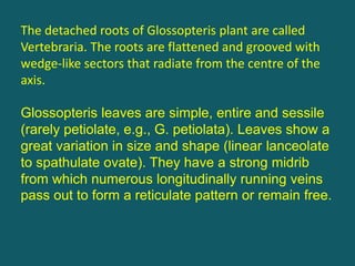 The detached roots of Glossopteris plant are called
Vertebraria. The roots are flattened and grooved with
wedge-like sectors that radiate from the centre of the
axis.
Glossopteris leaves are simple, entire and sessile
(rarely petiolate, e.g., G. petiolata). Leaves show a
great variation in size and shape (linear lanceolate
to spathulate ovate). They have a strong midrib
from which numerous longitudinally running veins
pass out to form a reticulate pattern or remain free.
 