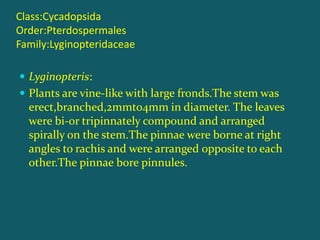 Class:Cycadopsida
Order:Pterdospermales
Family:Lyginopteridaceae
 Lyginopteris:
 Plants are vine-like with large fronds.The stem was
erect,branched,2mmto4mm in diameter. The leaves
were bi-or tripinnately compound and arranged
spirally on the stem.The pinnae were borne at right
angles to rachis and were arranged opposite to each
other.The pinnae bore pinnules.
 