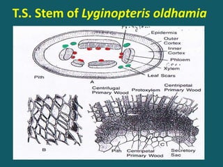 T.S. Stem of Lyginopteris oldhamia
 