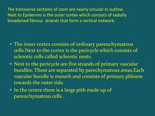 The transverse sections of stem are nearly circular in outline.
Next to Epidermis is the outer cortex which consists of radially
broadened fibrous strands that form a vertical network.
 The inner cortex consists of ordinary parenchymatous
cells.Next to the cortex is the pericycle which consists of
sclerotic cells called sclerotic nests.
 Next to the pericycle are five strands of primary vascular
bundles. These are separated by parechymatous areas.Each
vascular bundle is mesarh and consists of primary phloem
towards the outer side.
 In the centre there is a large pith made up of
parenchymatous cells .
 