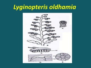 Lyginopteris oldhamia
 