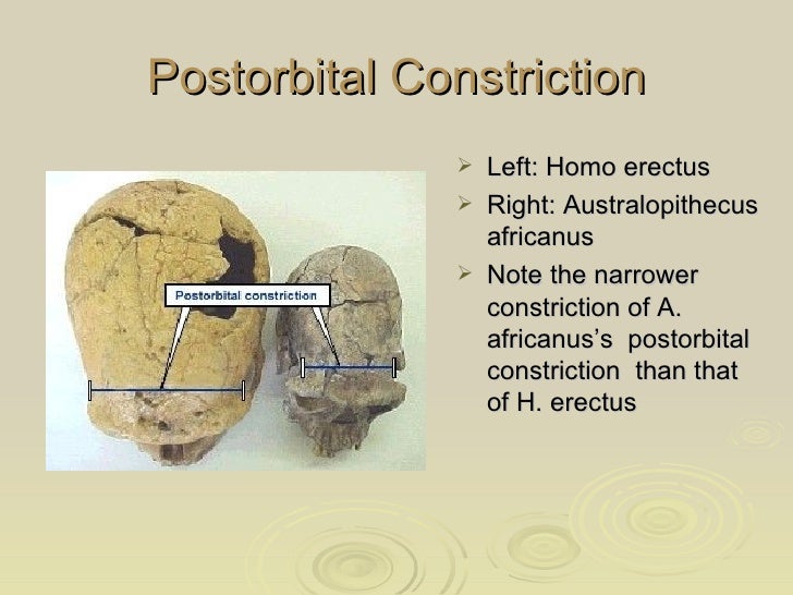 Fossil Hominins From Ardipithecus to Homo
