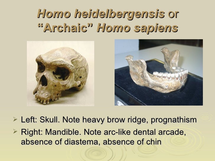 Fossil Hominins From Ardipithecus to Homo