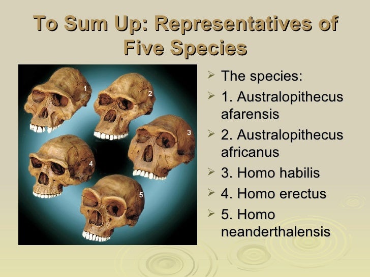 Fossil Hominins From Ardipithecus to Homo