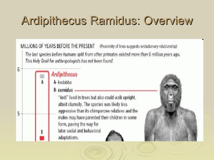 Fossil Hominins From Ardipithecus to Homo