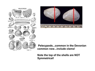 A Tour of Devonian Fossils