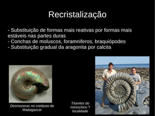 11
Recristalização
- Substituição de formas mais reativas por formas mais
estáveis nas partes duras
- Conchas de moluscos, foramniferos, braquiópodes
- Substituição gradual da aragonita por calcita
Desmoceras no cretáceo de
Madagascar
Titanites do
mesozóico ?
localidade
 