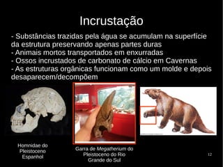 12
Incrustação
- Substâncias trazidas pela água se acumulam na superfície
da estrutura preservando apenas partes duras
- Animais mortos transportados em enxurradas
- Ossos incrustados de carbonato de cálcio em Cavernas
- As estruturas orgânicas funcionam como um molde e depois
desaparecem/decompõem
Homnidae do
Pleistoceno
Espanhol
Garra de Megatherium do
Pleistoceno do Rio
Grande do Sul
 