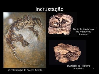 13
Incrustação
Eurotamandua do Eoceno Alemão
Dente de Mastodonte
do Pleistoceno
Americano
Diadectes do Permiano
Americano
 