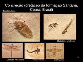 15
Concreção (cretáceo da formação Santana,
Ceará, Brasil)
Cretosphex
Belostomatidae
ProtoischnurusOdonata: Anisoptera
Blattodea e um Peixe
 