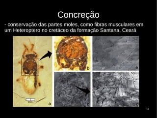 16
Concreção
- conservação das partes moles, como fibras musculares em
um Heteroptero no cretáceo da formação Santana, Ceará
 