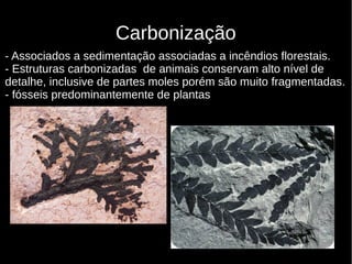 17
Carbonização
- Associados a sedimentação associadas a incêndios florestais.
- Estruturas carbonizadas de animais conservam alto nível de
detalhe, inclusive de partes moles porém são muito fragmentadas.
- fósseis predominantemente de plantas
 