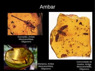 19
Ambar
Escorpião, Ambar
Mexicano/Maia,
Oligoceno
Mariposa, Ambar
Mexicano/Maia,
Oligoceno
Comunidade de
insetos, Ambar
Mexicano/Maia,
Oligoceno
 