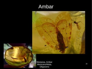 20
Ambar
Mariposa, Ambar
Mexicano/Maia,
Oligoceno
 