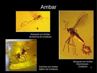 21
Ambar
Mosquito em Ambar
Dominicano -
Cretáceo
Mosquito em Ambar
de Burma do Cretáceo
Aranhas em Ambar
báltico do Cretáceo
 