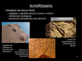 22
Icnofósseis
- Vestígios da fauna fóssil
- pegadas, coprólitos (fezes), túneis e ninhos
- inferências ecológicas
- processos semelhantes aos descritos
Pegadas de
anfíbios no
Permiano de
Salichnium
Rastros de
Helmithopsis no
Carbonífero de
Ohio-EUA
Tuneis de
invertebrados no
Ordoviciano de
Illinois
 