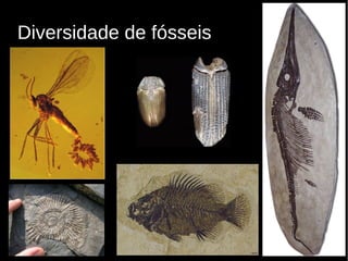 6
Diversidade de fósseis
 