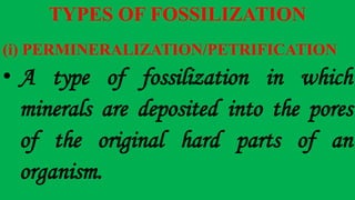 TYPES OF FOSSILIZATION
(i) PERMINERALIZATION/PETRIFICATION
• A type of fossilization in which
minerals are deposited into the pores
of the original hard parts of an
organism.
 