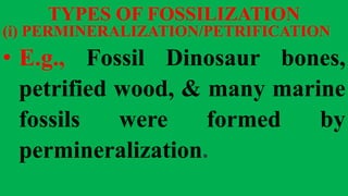 TYPES OF FOSSILIZATION
(i) PERMINERALIZATION/PETRIFICATION
• E.g., Fossil Dinosaur bones,
petrified wood, & many marine
fossils were formed by
permineralization.
 