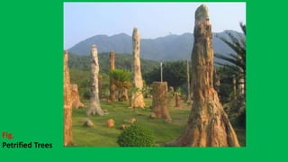 Fig.
Petrified Trees
 